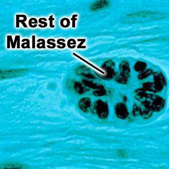 11038990_804443726277008_1671594534520591725_n