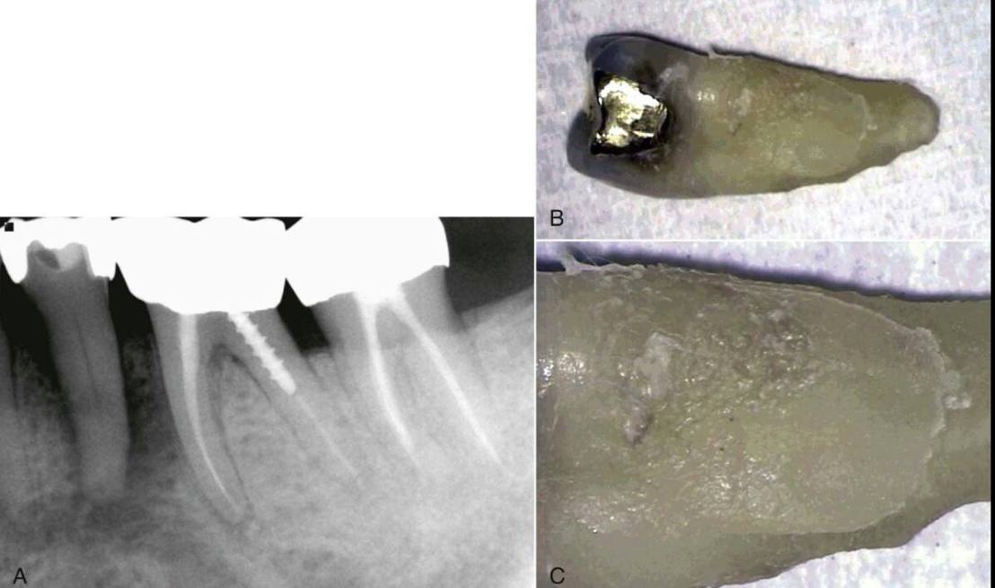 11161703_832322356822478_6286510204548806834_o