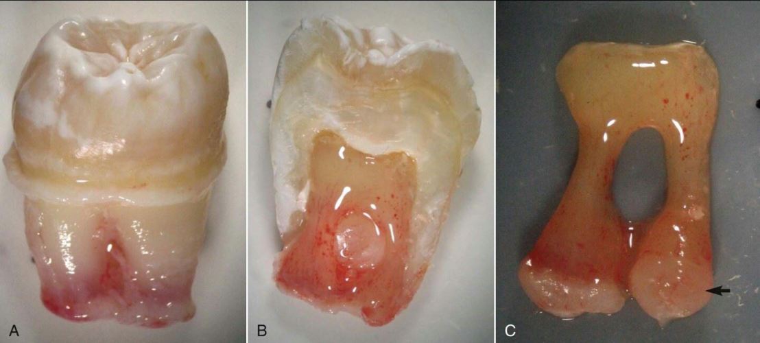 11260713_809533422434705_4049269902984291088_o